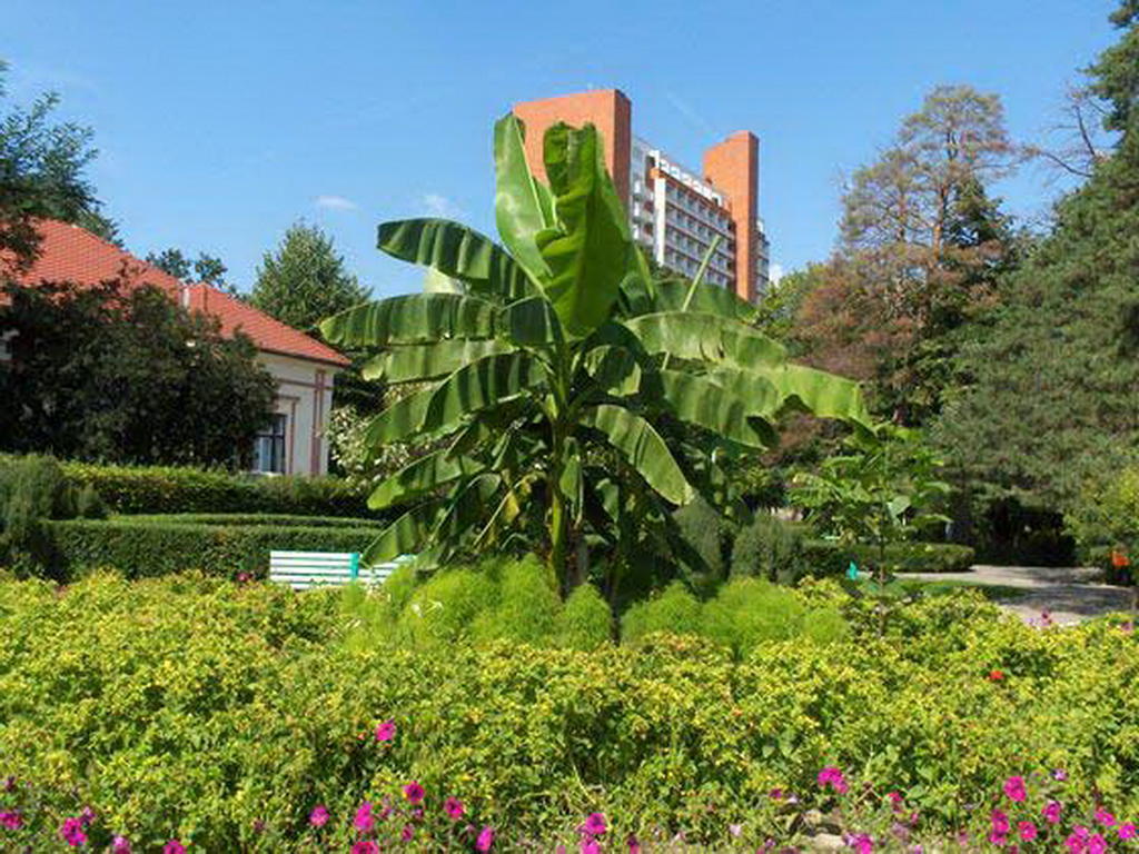 Garsoniera Cristina Apartment Baile Felix Exterior photo
